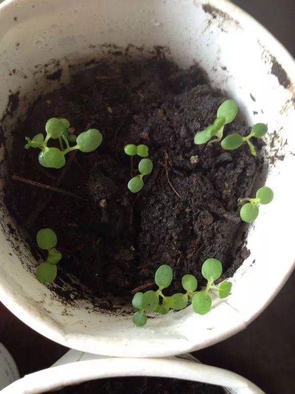 草莓发芽过程图片在家种植草莓发芽的过程