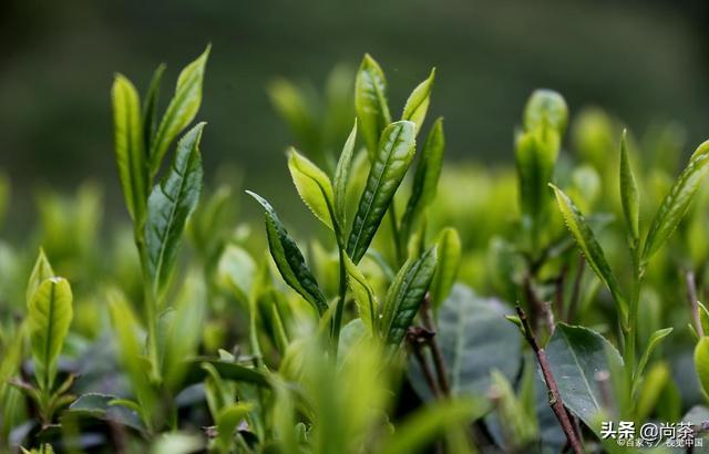 哪些茶是属于红茶（什么是红茶）