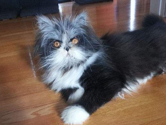 猫咪有这几种表现，赶紧给它驱虫，不然情况更糟