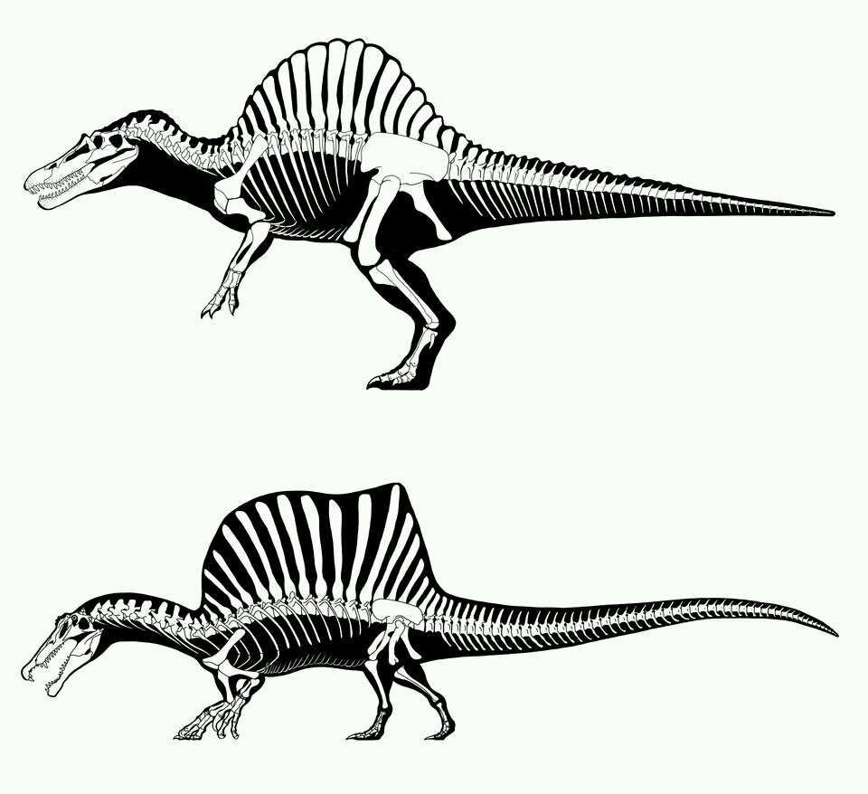 辟谣:棘龙强于霸王龙?对不起,没有的事!