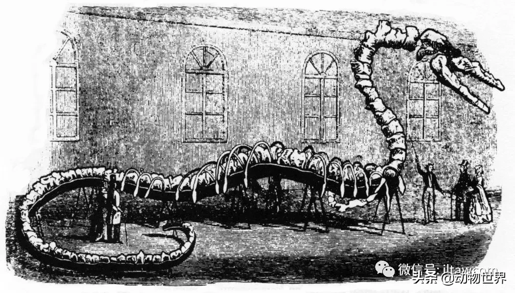 被误认为“大海蛇”的古代海洋动物-龙王鲸