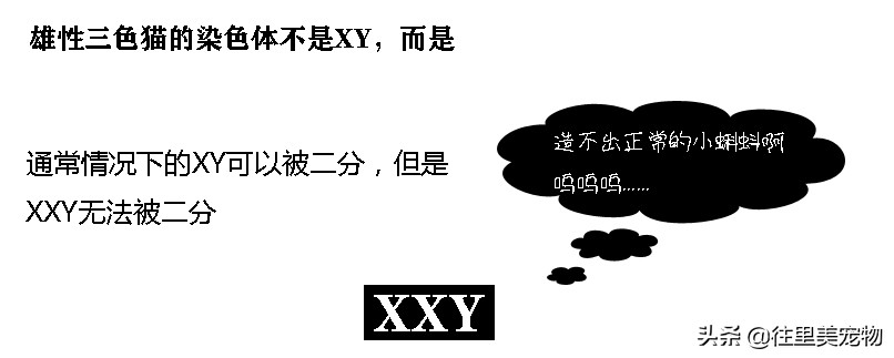 三十万只猫中才有可能出现一只三色公猫，难怪它能被卖到130万元