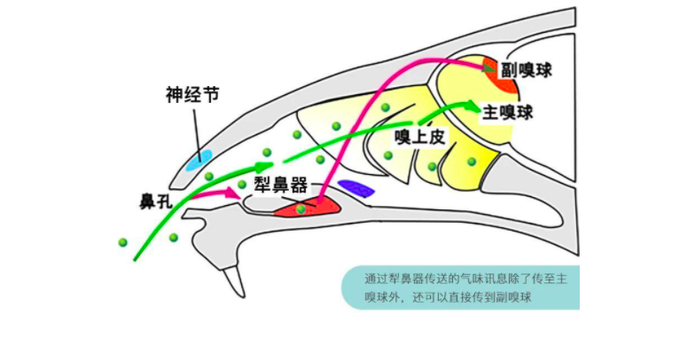 最长的蛇(世界上最长的蛇，网纹蟒屡屡吞食人类，人蛇矛盾为何激化？)