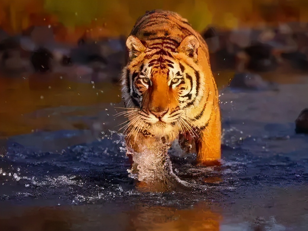 什么生肖跳高最高 立定跳高 - 时代开运网