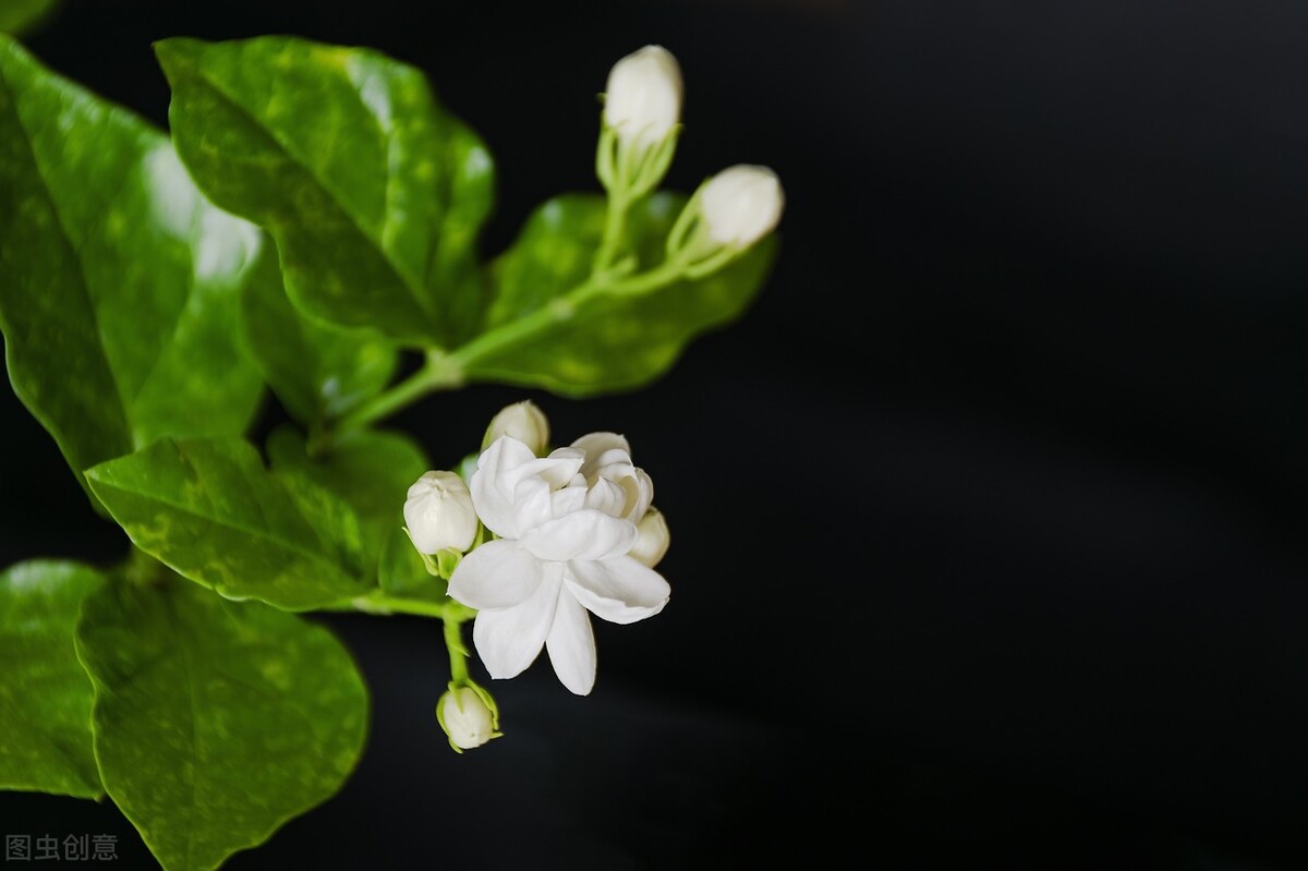 茉莉花和栀子花哪个好养（2种难养的花要注意快来避坑）