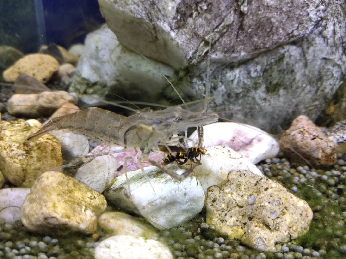 大眼贼虾好养吗(真正的大眼贼虾长的样子)