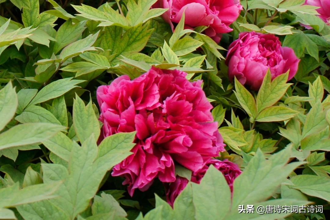 唯有牡丹真国色