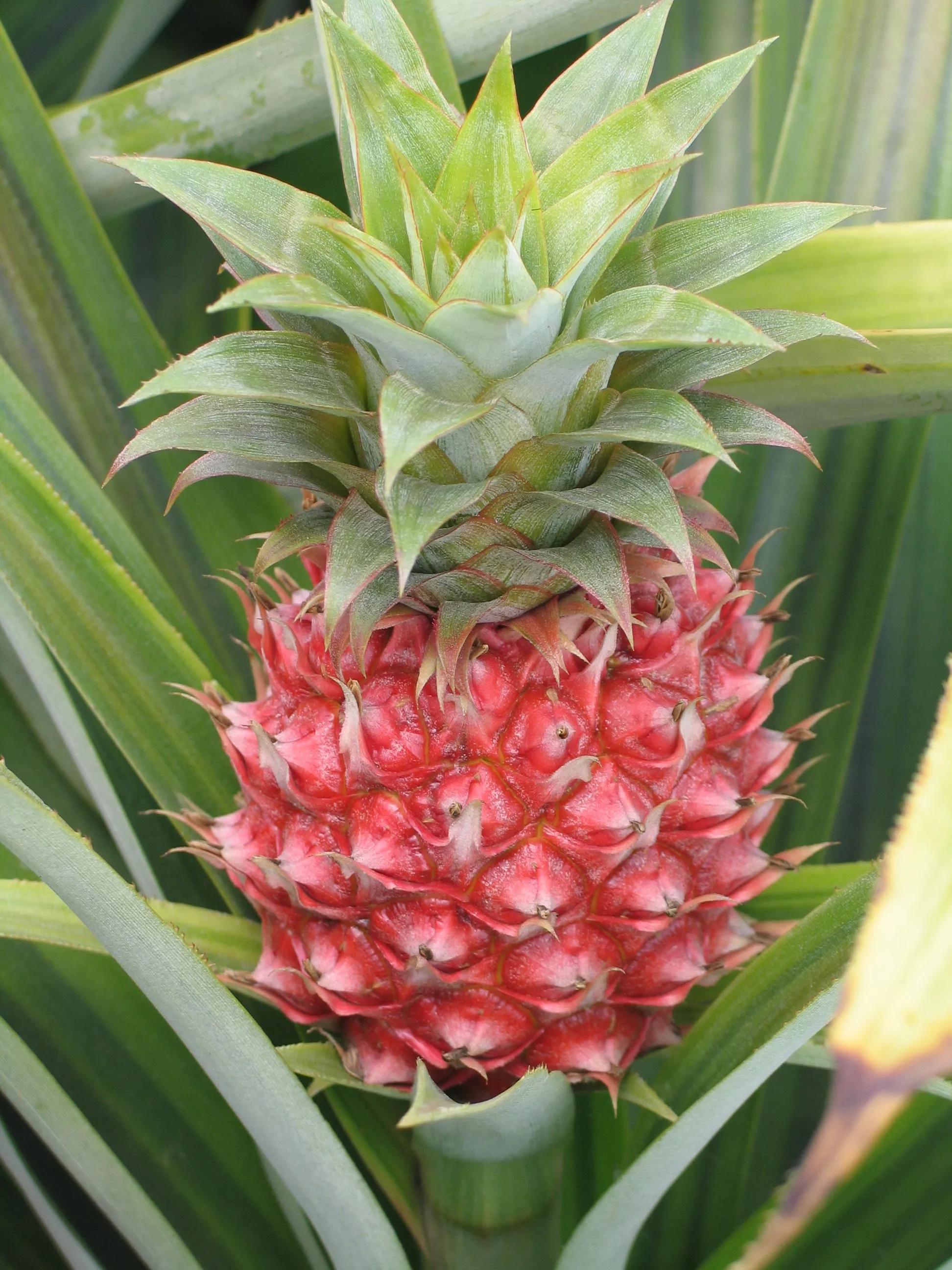 热带水果有哪些(典型的热带水果有哪些)