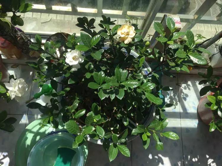 养杜鹃花关键在浇水上，学一招，省事还不用担心烂根！