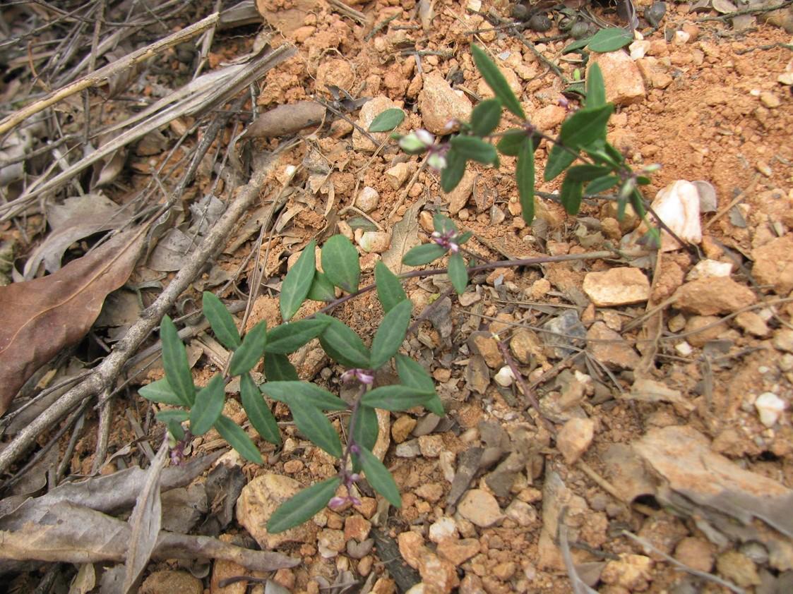 (《江西民间草药验方》)粗粗一列,瓜子金功效已达十几条,确是效佳适应