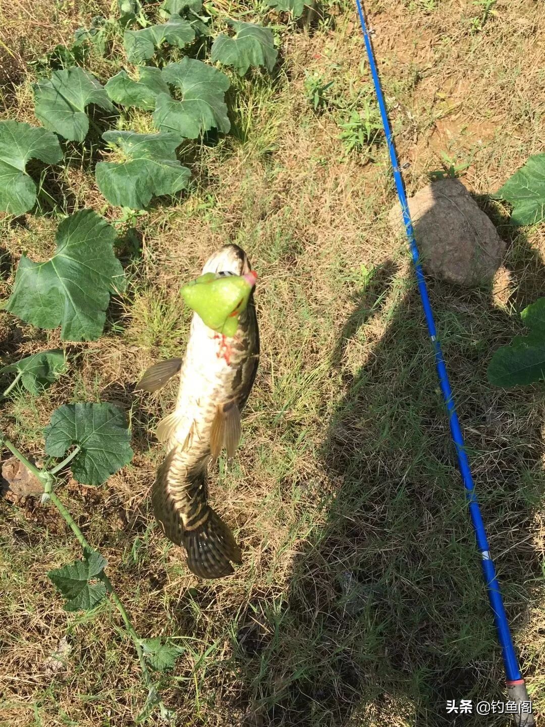 路亞黑魚,