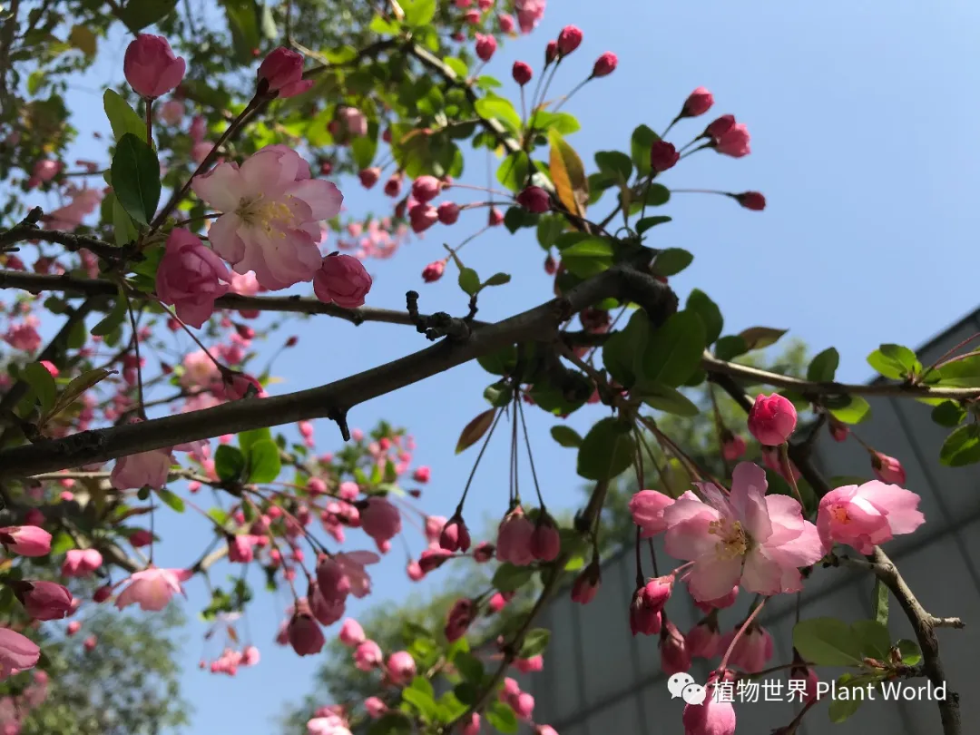 垂丝海棠：枝似轻丝袅袅垂，娇柔含羞如春醉