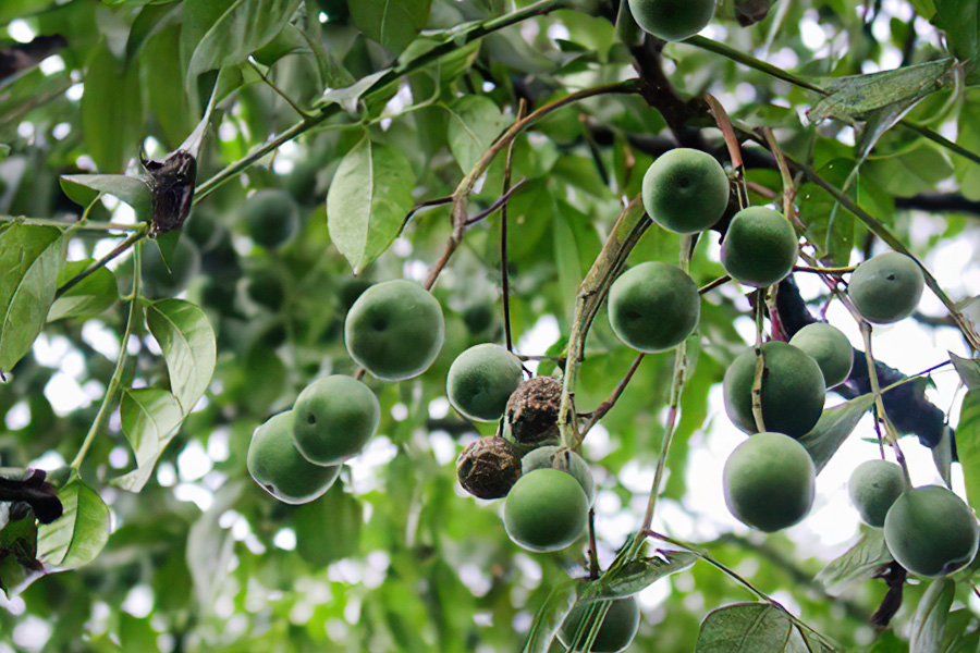 儿时用来打弹弓,农民用它洗冻疮,头癣,如今苦楝子还值钱吗?