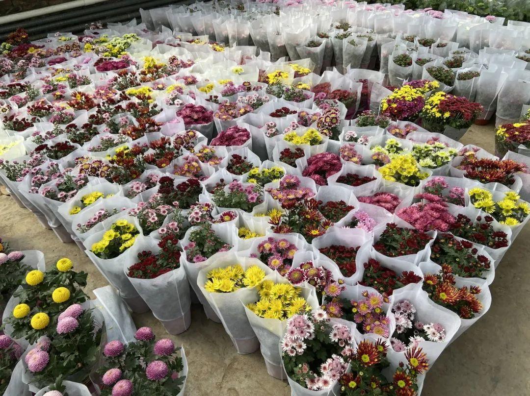 植物盆栽批发市场全国最大的花卉批发市场介绍