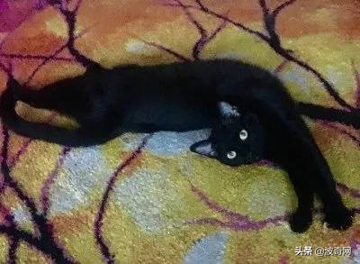 黑猫这么鬼畜的吗？爱了爱了