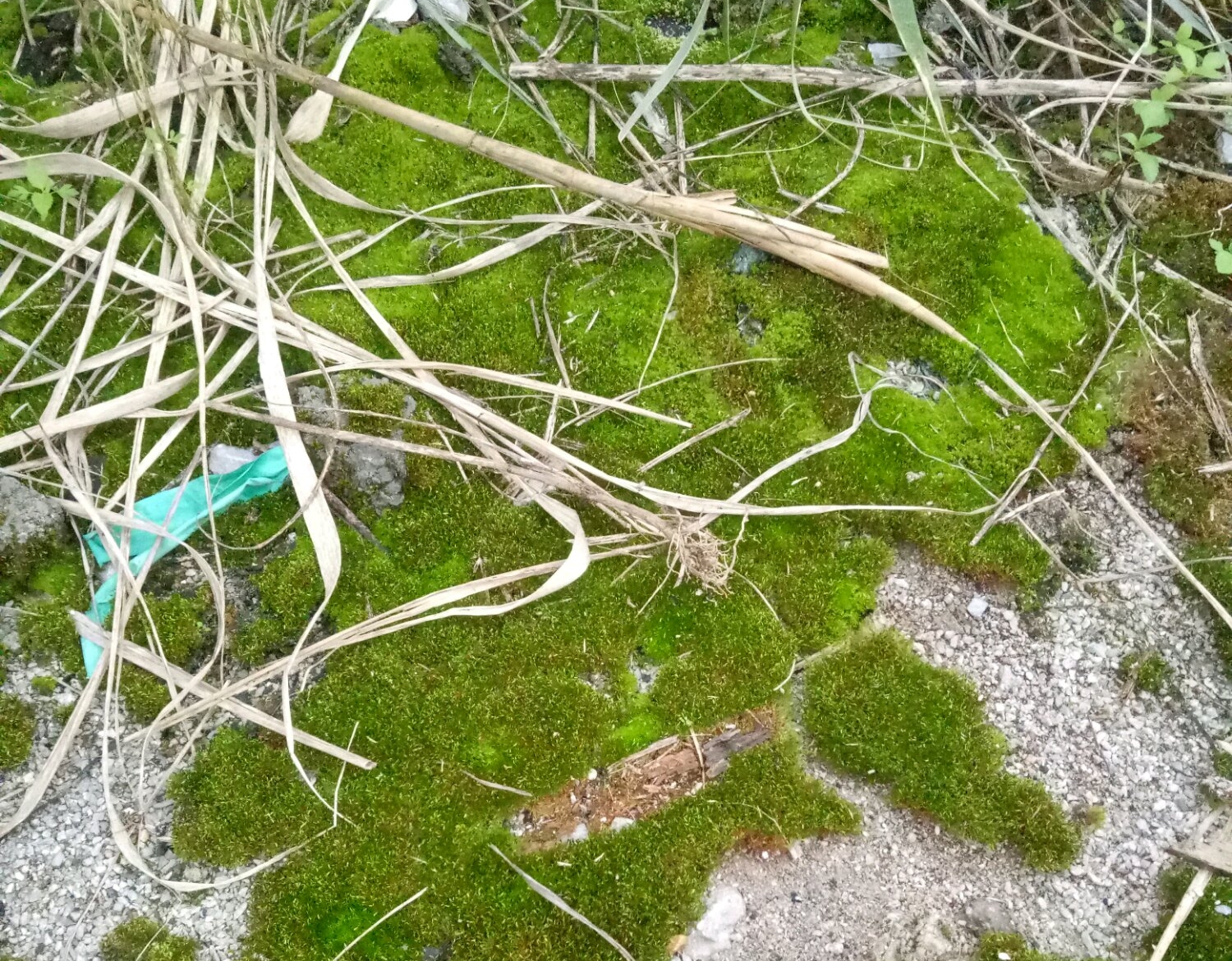 水苔和苔藓栽培蝴蝶兰有区别 自己野外采的苔藓可不可以养蝴蝶兰 佳辰