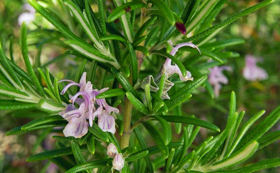 养花小知识，4种常见的植物嫁接方法，学一学