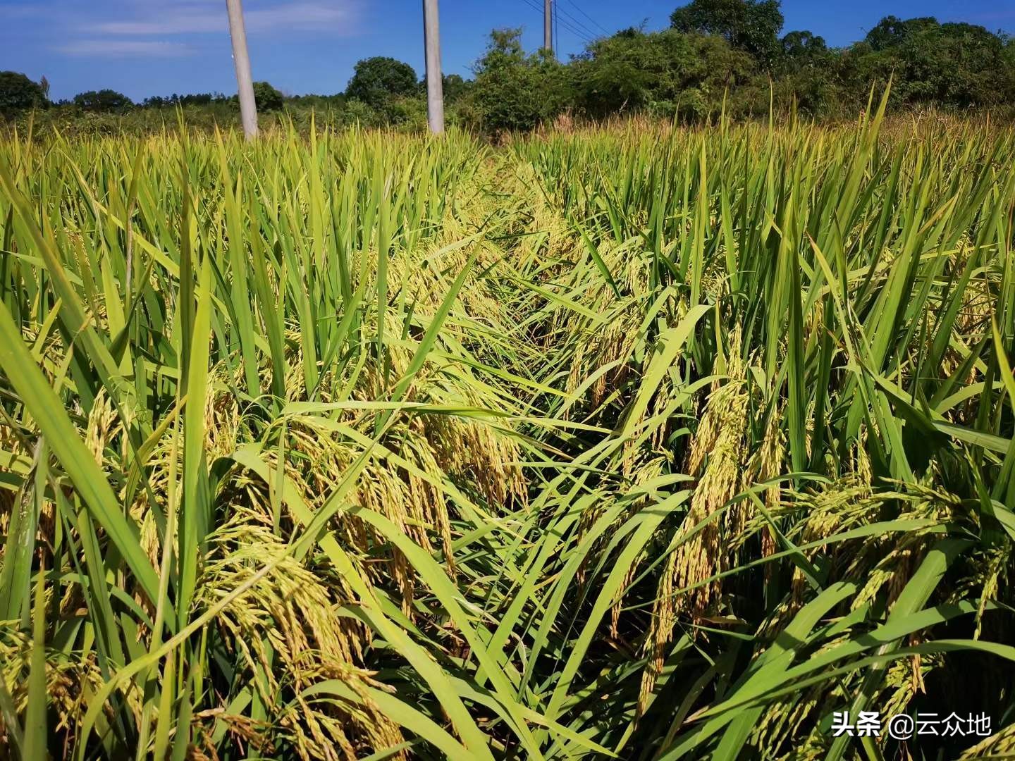 杂交水稻和普通水稻的区别,杂交水稻和普通水稻的区别图片