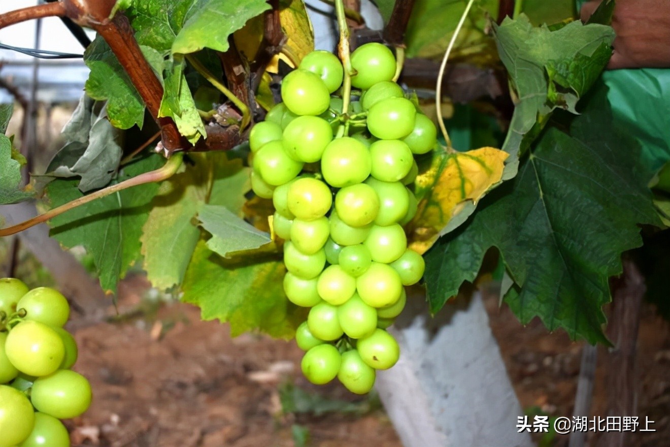 田野上團(tuán)隊(duì)下鄉(xiāng)小記丨走進(jìn)省級美麗鄉(xiāng)村示范村—分鄉(xiāng)鎮(zhèn)百里荒村