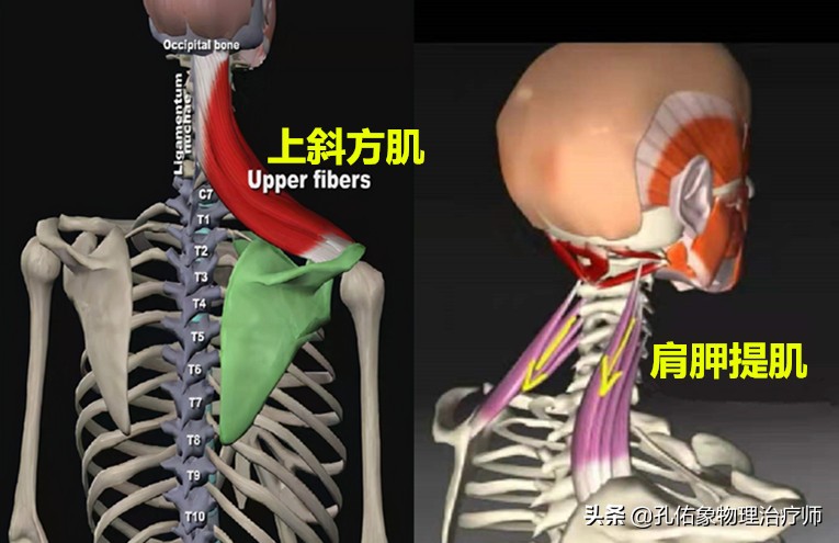 肩膀及肩胛骨内侧缘疼痛，是怎么回事？要如何治疗？请看此文