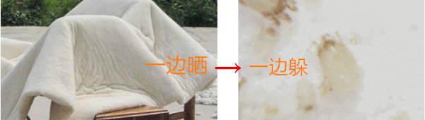 螨虫最怕的是什么？教你床上放一些“它”，简单让螨虫消失