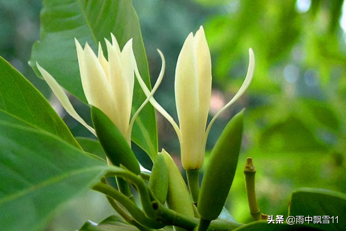 白兰花怎么养(白兰花怎么养才长得好)