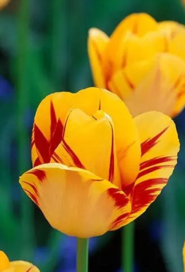 手机壁纸和头像,郁金香犹如五彩缤纷的彩锦,散落人间!