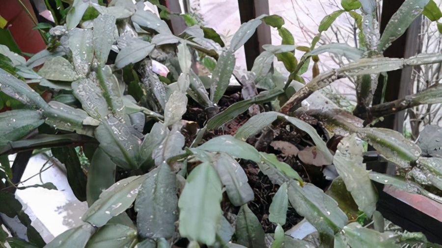 你过来,我告诉你秋冬季植物怎样养护?