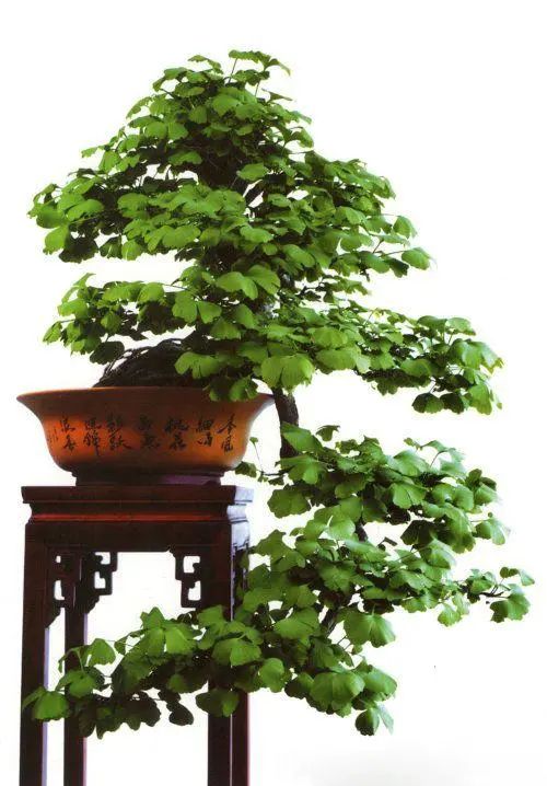 从盆栽栽种到造型设计,4年功夫即可"初成"一道银杏盆景