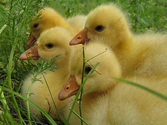 萌翻了！一年级小学生作文《可爱的小鸭子》