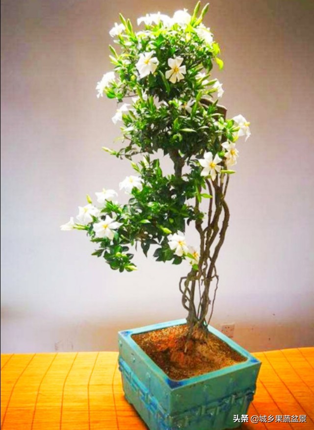 栀子花盆景的取材,制作与管理,夏花洁白芳香,树桩造型优美