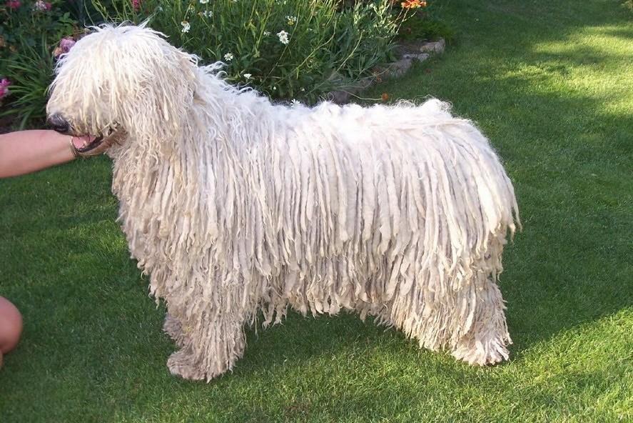 世界犬种智商排名榜前 30 名的聪明狗狗