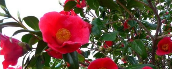耐冬花是什么（耐冬花的养殖方法和注意事项）