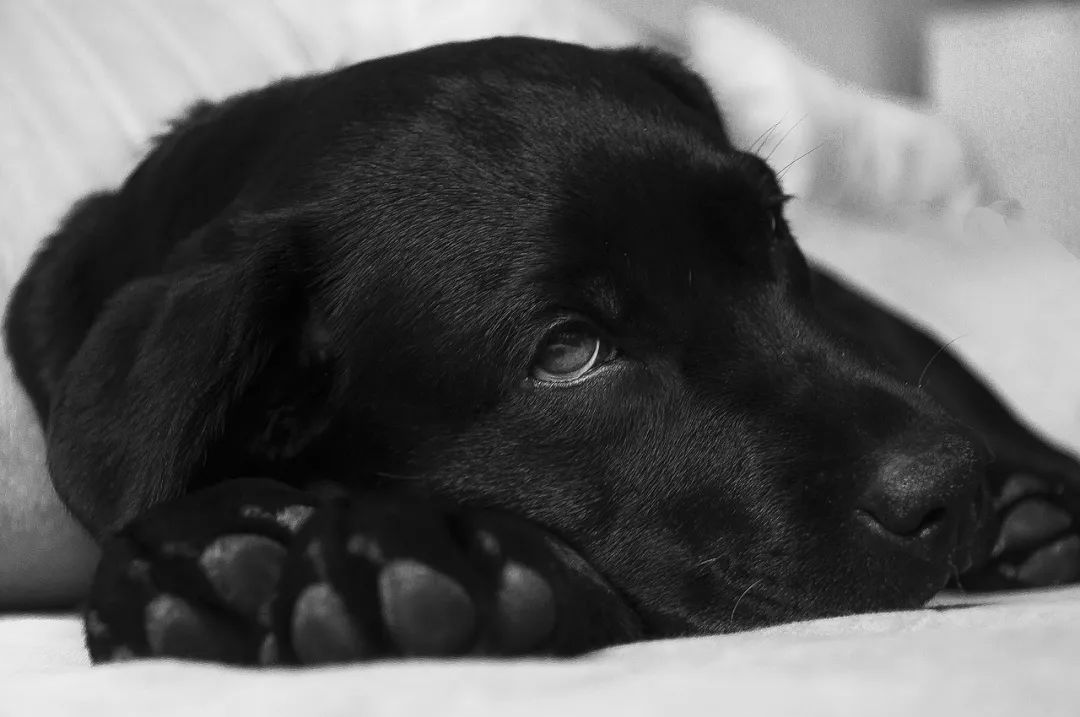 【科普：什么是犬瘟热？犬瘟热的预防及治疗】