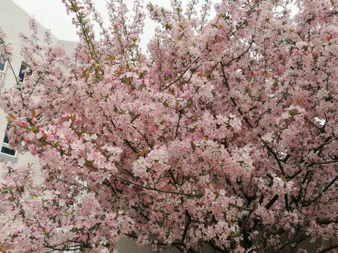 考研院校说 | 同济大学：同舟共济，同济古训！