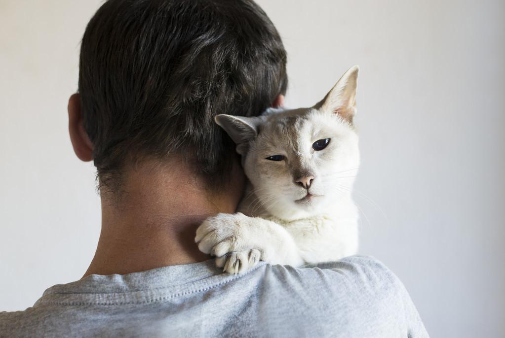 猫咪高冷不亲人？试试弃猫效应，让猫咪秒变粘人怪