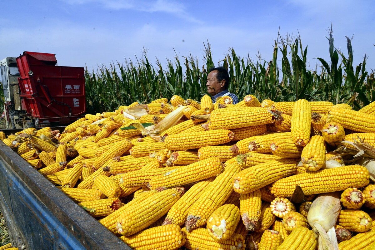 玉米进口拍卖再来，小麦跌破1.3元，粮价上涨无望？贸易商看空