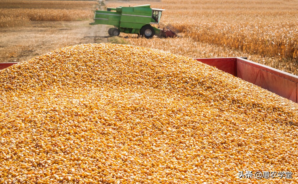 玉米价格2021最新行情详解，目前玉米多少钱一斤？