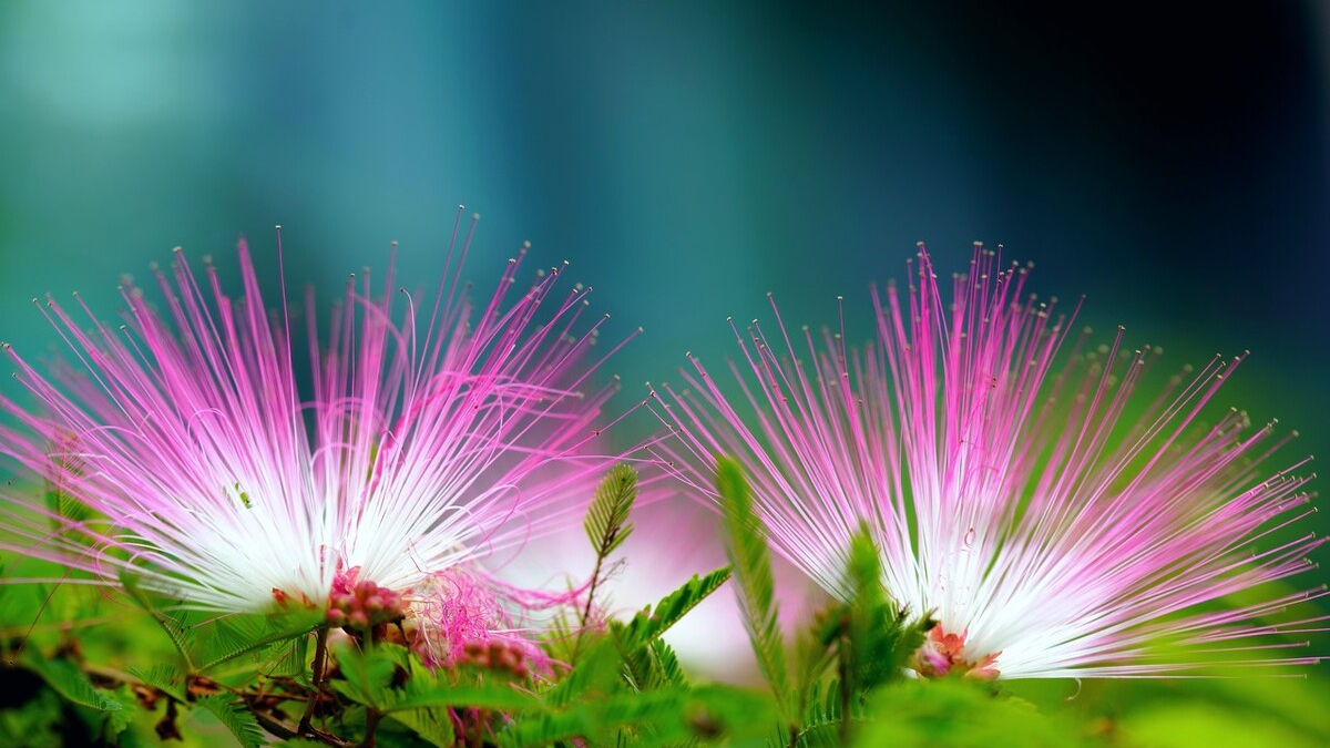 合欢花药效_合欢花的功效与用量_合欢花的功效