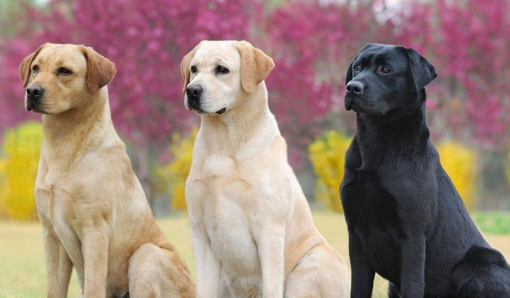 6种不同国家的「犬种对比」，俄罗斯的搞笑，还是中国的最帅