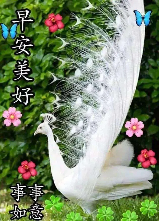 早安吉祥：在风雨中奔跑，不抱怨，不嘲笑，不羡慕，早安