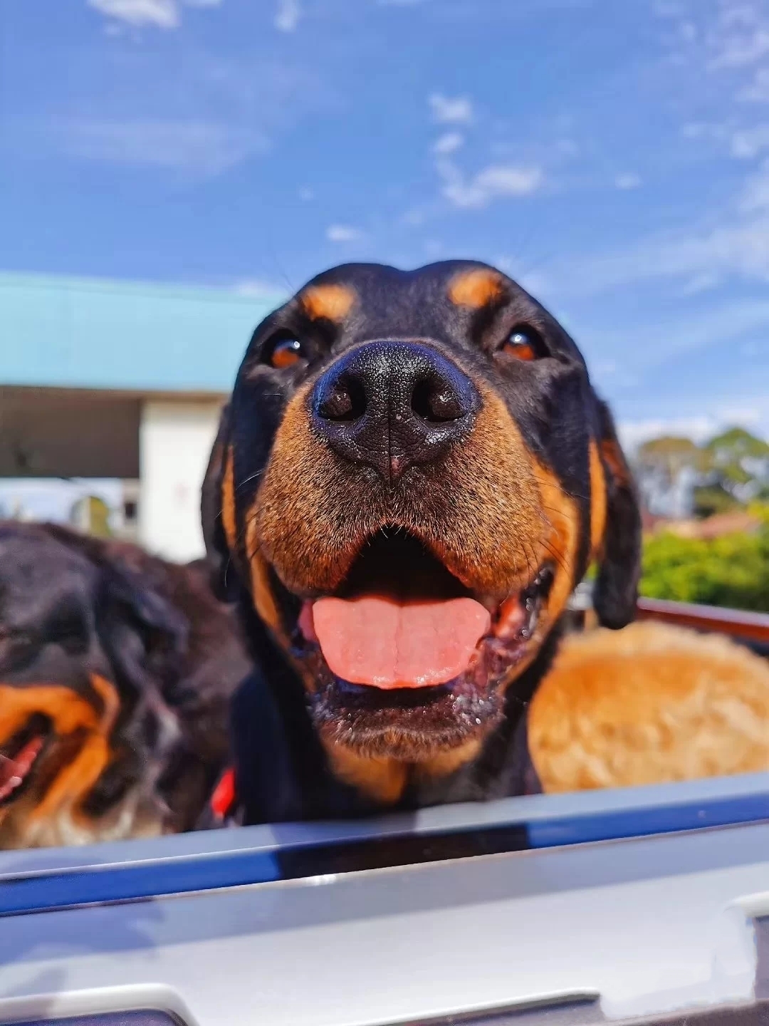 世界猛犬的前十名，你认识多少种？