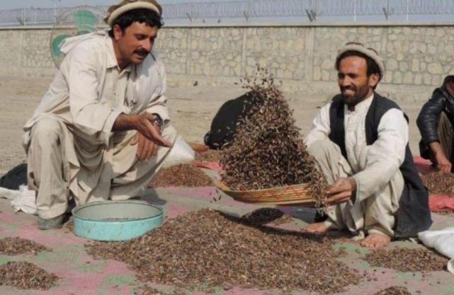 原产阿富汗，在我国成了“奢侈品”，每公斤售价近300元