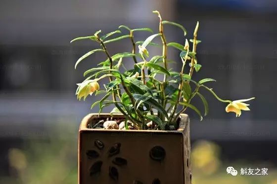 石斛兰养殖技巧：优质植料配制与养护方法