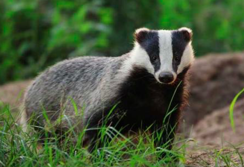 狗獾和猪獾经常在农村出没,样子大小都差不多,就是猪獾的鼻子和猪一样