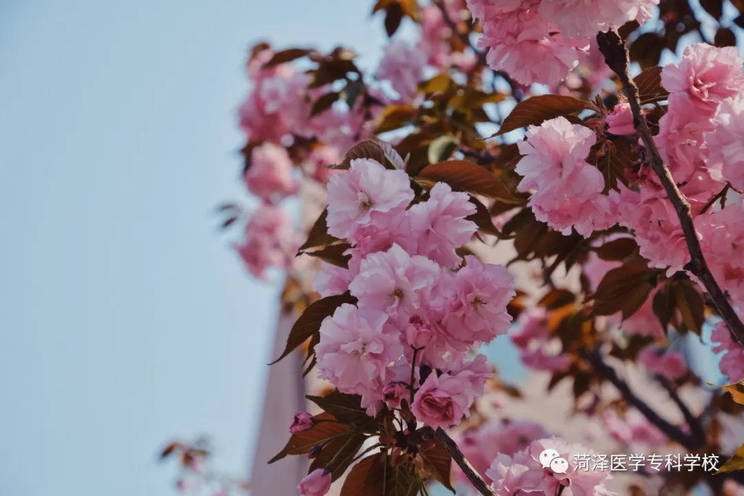 菏泽医学专科学校牡丹，又是姹紫嫣红开遍