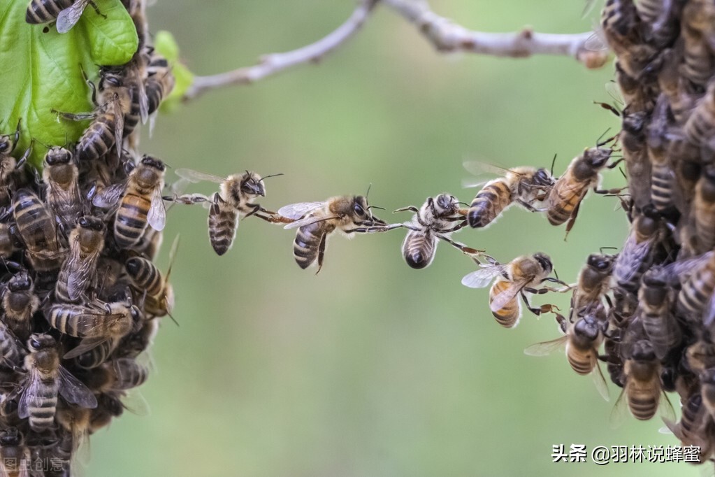 哇！被蜜蜂或黄蜂蜇伤后该怎么办？4大处理方法，轻松解决蜇伤