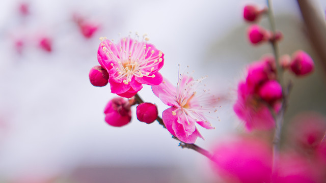 2022高考备考Ⅰ叙事哲理散文《电光火石的一瞬，我看见了它》赏读