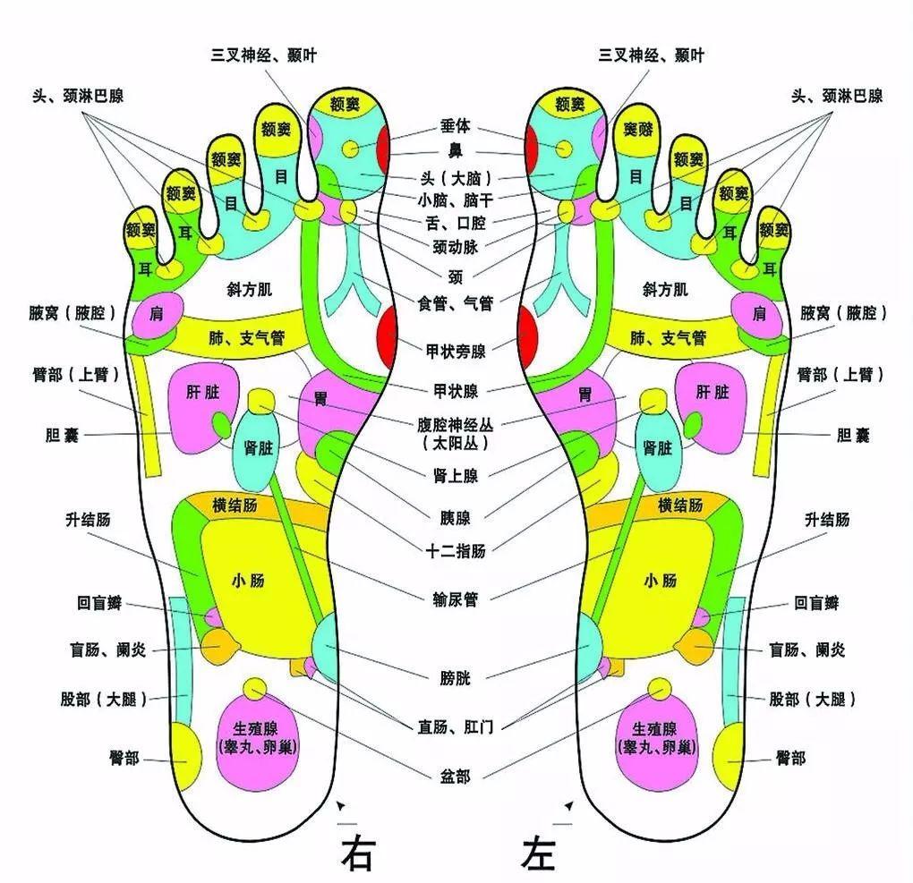 女士脚底疼痛部位图解图片