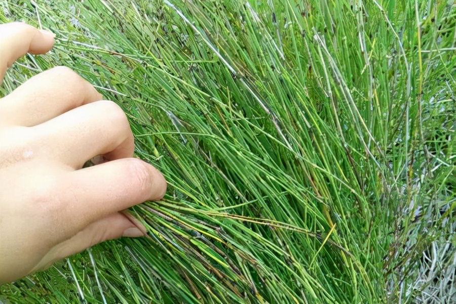 问荆草图片(节节草是什么) - 赤虎壹号